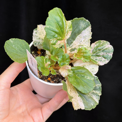 【一点もの】ベゴニア ククラータ ピンク斑入り begonia cucullata Pink variegated 希少 レア 26