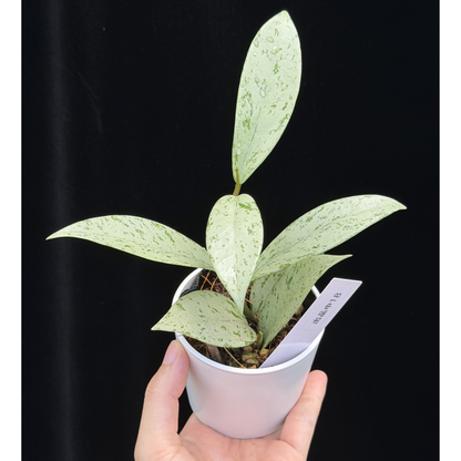【一点もの】ホヤ プビカリクス シルバーゴースト Hoya Pubicalyx silver ghost 希少 レア ねこチップ 18