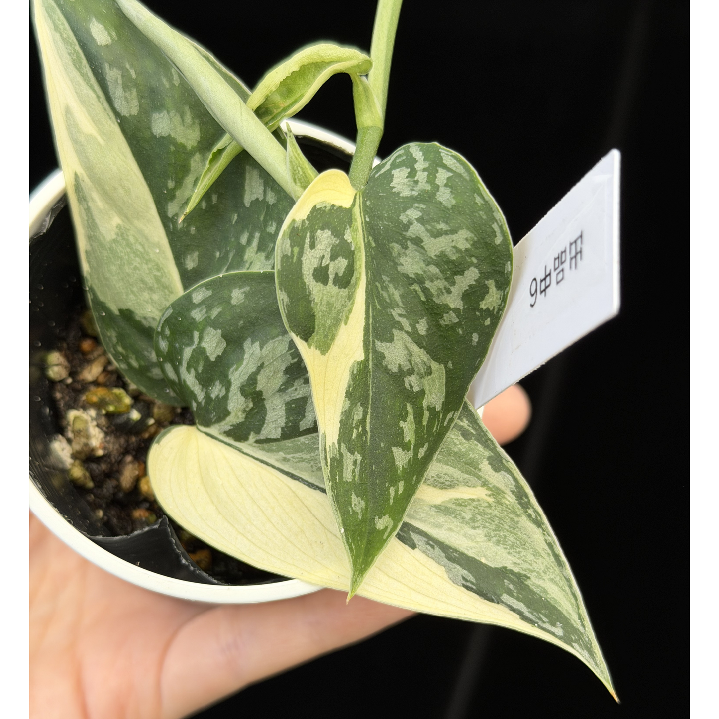 【一点もの】スキンダプサス ピクタス マヤリ Scindapsus Pictus variegata “Mayari “