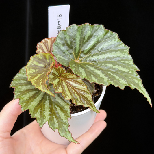 【一点もの】ベゴニア イリアンジャヤ Begonia sp.Irian jaya 18