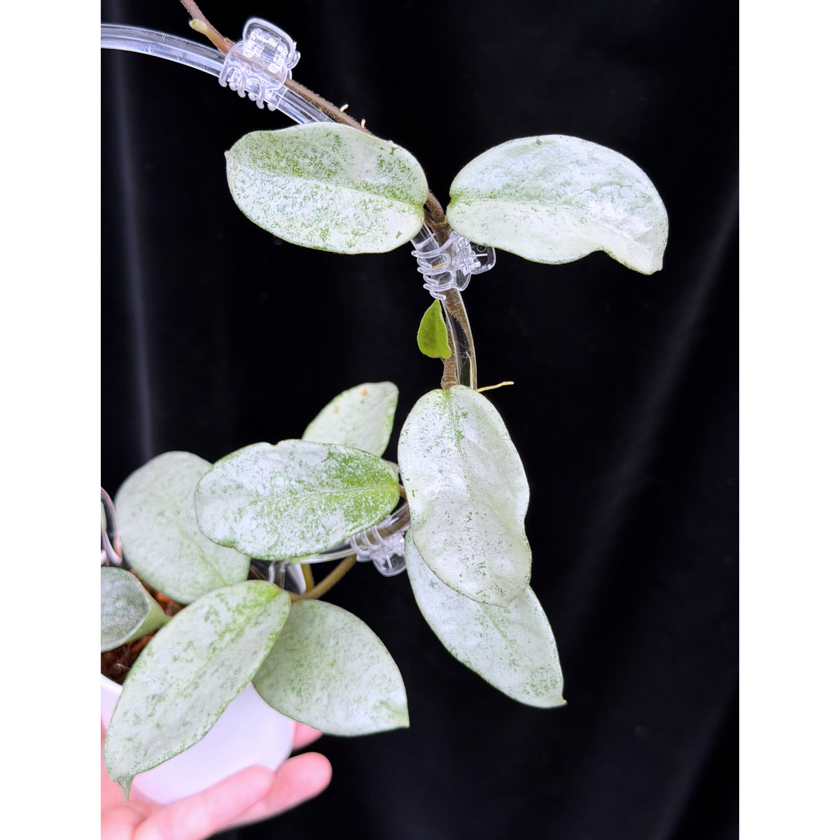 【一点もの】Hoya Carnosa Nova Ghost ホヤ カルノーサ ノバ ゴースト クリア支柱Mサイズ仕立て