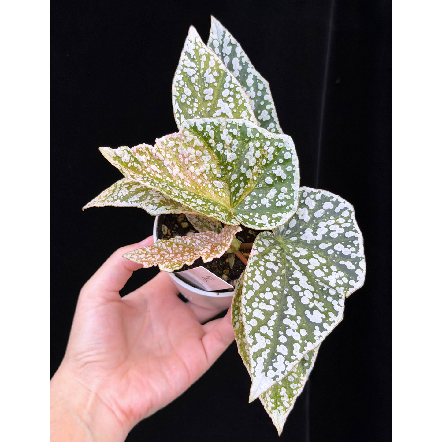 【一点もの】ベゴニア スノーキャップド ピンク斑入り Begonia Snow Capped variegata 27