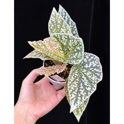 【一点もの】ベゴニア スノーキャップド ピンク斑入り Begonia Snow Capped variegata 27