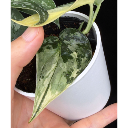 【一点もの】スキンダプサス ピクタス マヤリ Scindapsus Pictus variegata “ｍayari “