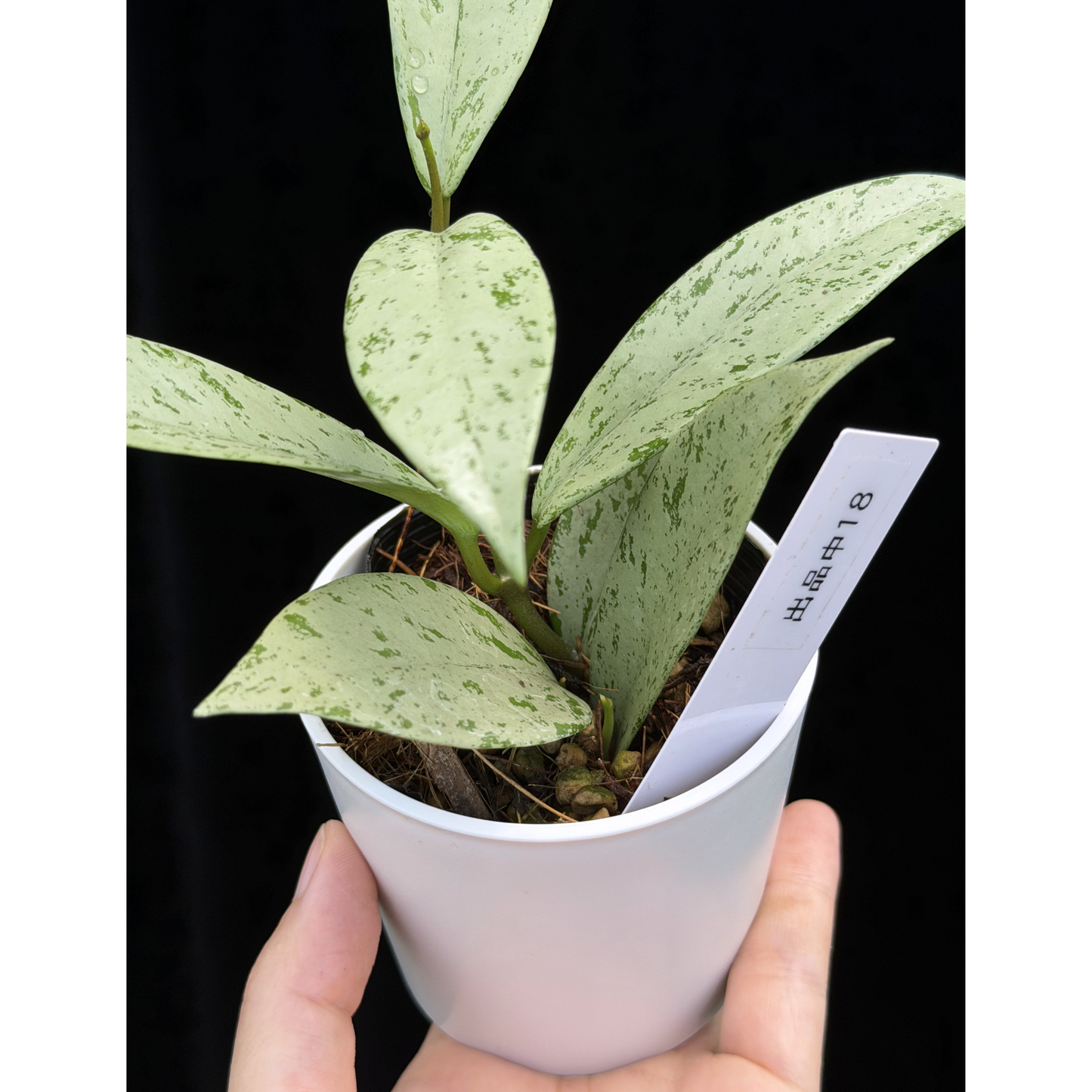 【一点もの】ホヤ プビカリクス シルバーゴースト Hoya Pubicalyx silver ghost 希少 レア ねこチップ 18