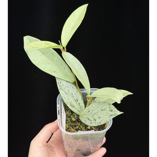 【一点もの】ホヤ プビカリクス シルバーゴースト Hoya Pubicalyx silver ghost 3号 スリット鉢 希少 レア ねこチップ 3