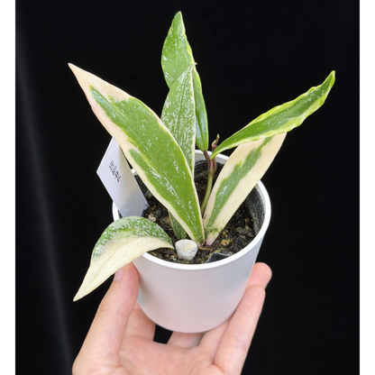 【一点もの】ホヤ プビカリクス ピンクシルバー アルボマギナータ スプラッシュ Hoya Pubicalyx pink silver albomarginata splash 希少 レア 4