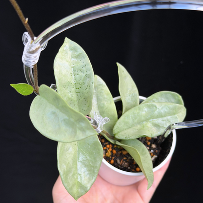【一点もの】ホヤ・アルゲンティア・プリンセス ※白斑の消えたフルシルバー Hoya carnosa 'Argentea Princess'  希少 レア