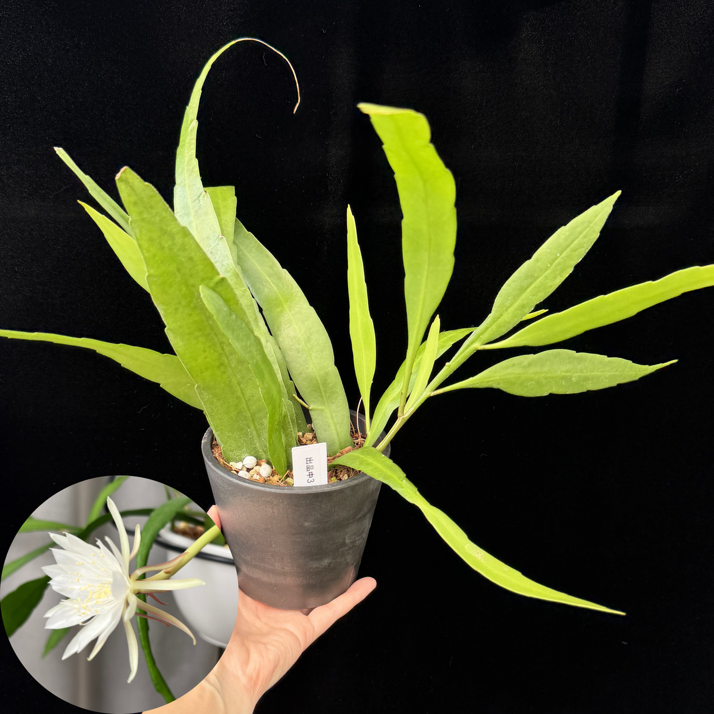 【一点もの】姫月下美人 4号 プラスチック鉢 BLACK PLASTIC POT 受け皿付き 3