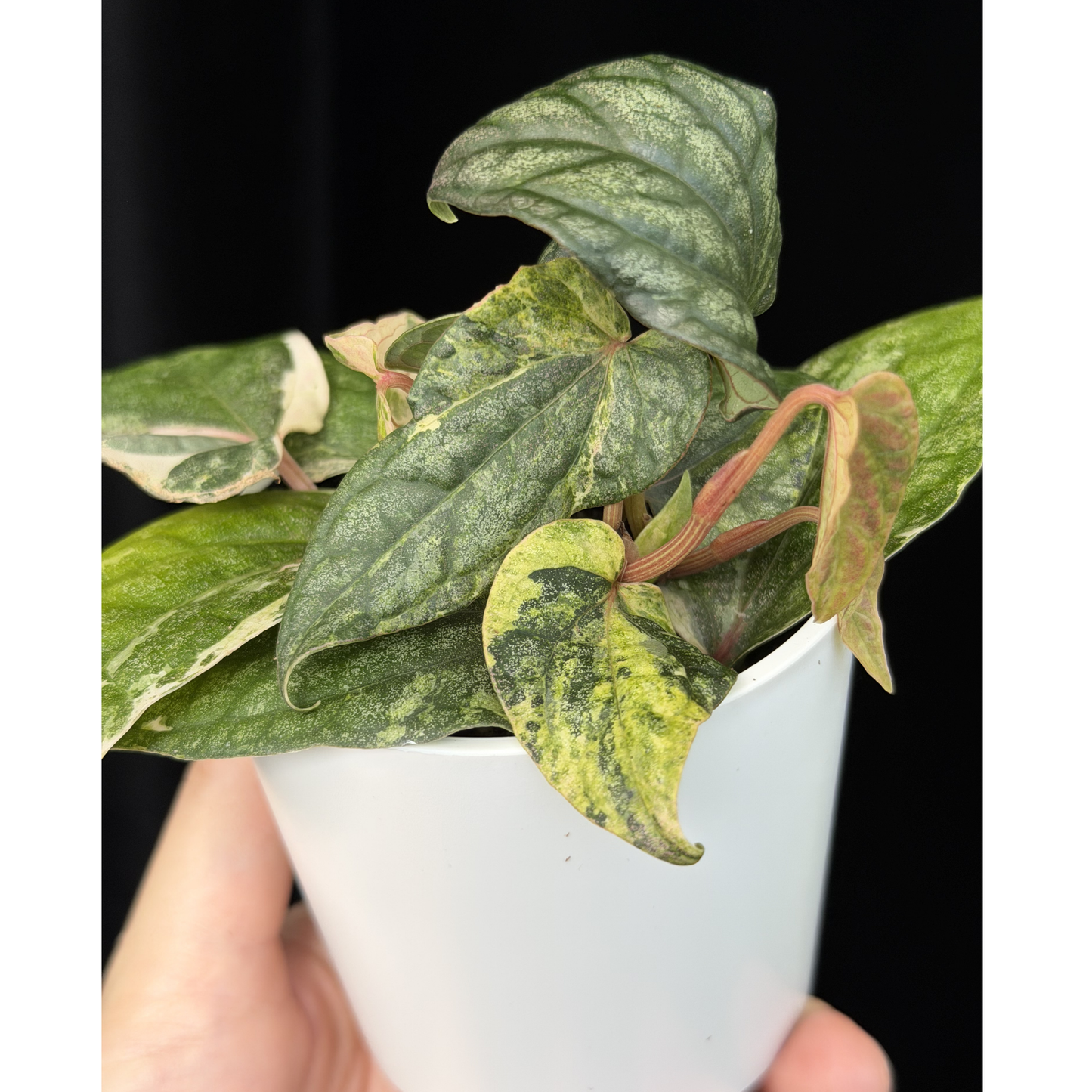 【一点もの】Piper sylvaticum variegated  ピペル シルバティクム斑入り