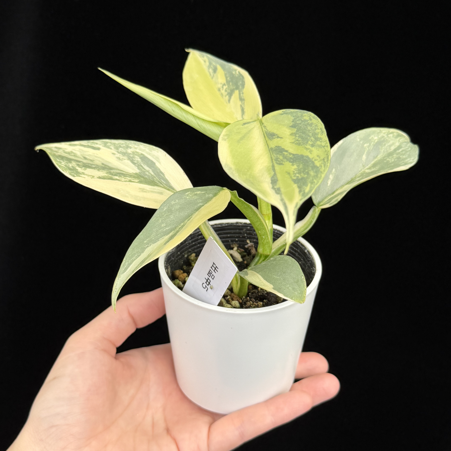 【一点もの】Philodendron Silver Sword Variegata フィロデンドロン シルバーソード シルバーメタル ハスタータム 斑入り レア 希少 5