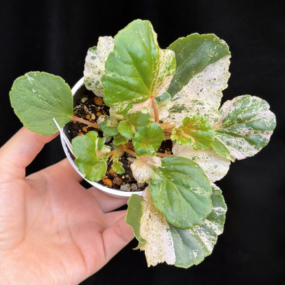 【一点もの】ベゴニア ククラータ ピンク斑入り begonia cucullata Pink variegated 希少 レア 26