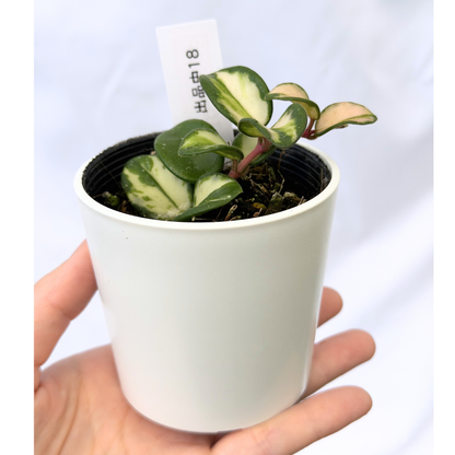 【一点もの】ホヤ マチルダ 内斑入り Hoya mathilde inner variegated 希少 レア