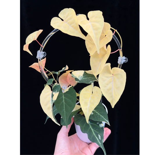 【一点もの販売】ファロピア マルチフローラ 斑入り クリア支柱Mサイズ仕立て Fallopia multiflora 'Variegata'