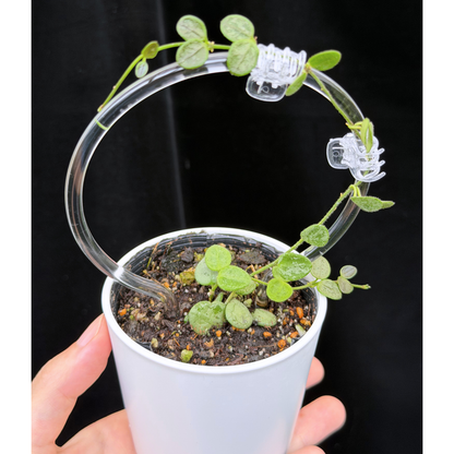 【一点もの】ホヤ セルペンス シルバー Hoya Serpens silver クリア支柱Sサイズ仕立て 希少 レア