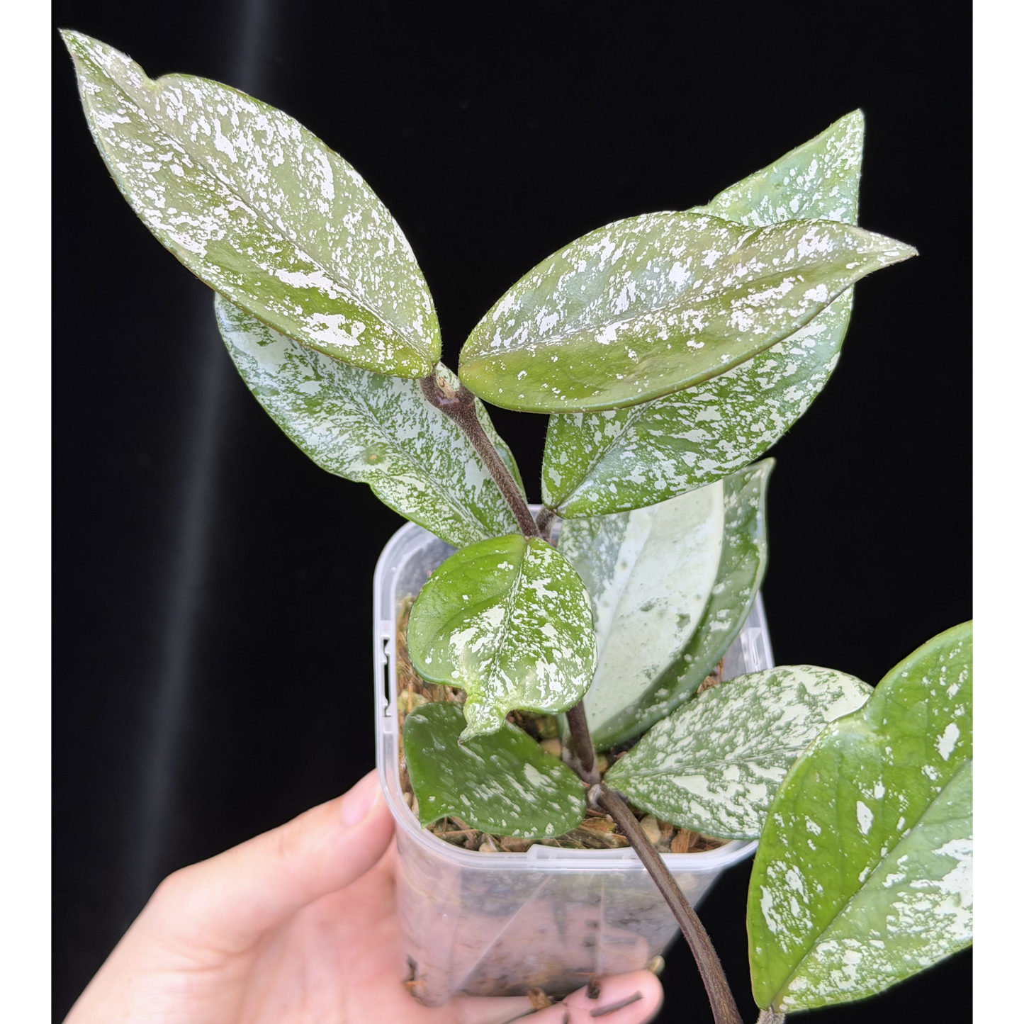 【一点もの】ホヤ ウィルバーグレイブス Hoya Wilbur Graves 3号 ねこチップ