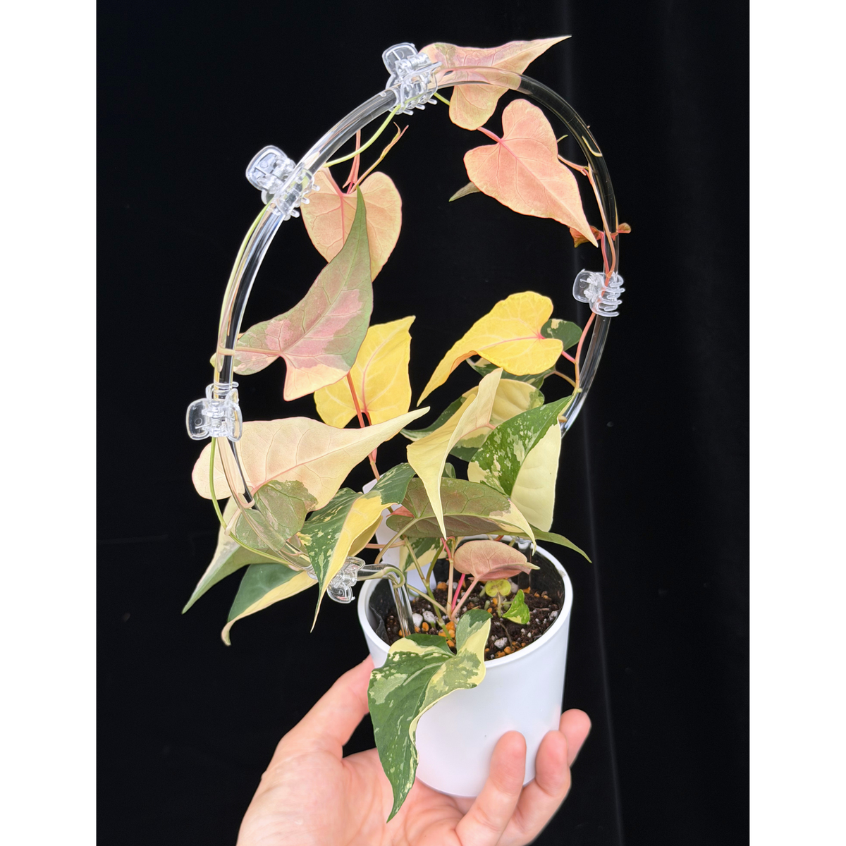 【一点もの販売】ファロピア マルチフローラ 斑入り クリア支柱Mサイズ仕立て Fallopia multiflora 'Variegata'　19
