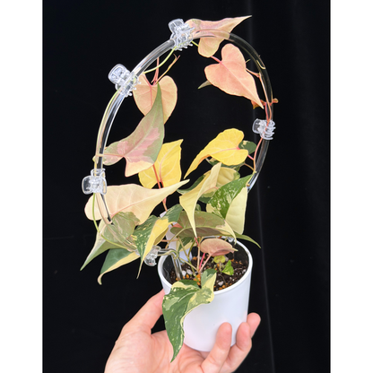 【一点もの販売】ファロピア マルチフローラ 斑入り クリア支柱Mサイズ仕立て Fallopia multiflora 'Variegata'　19