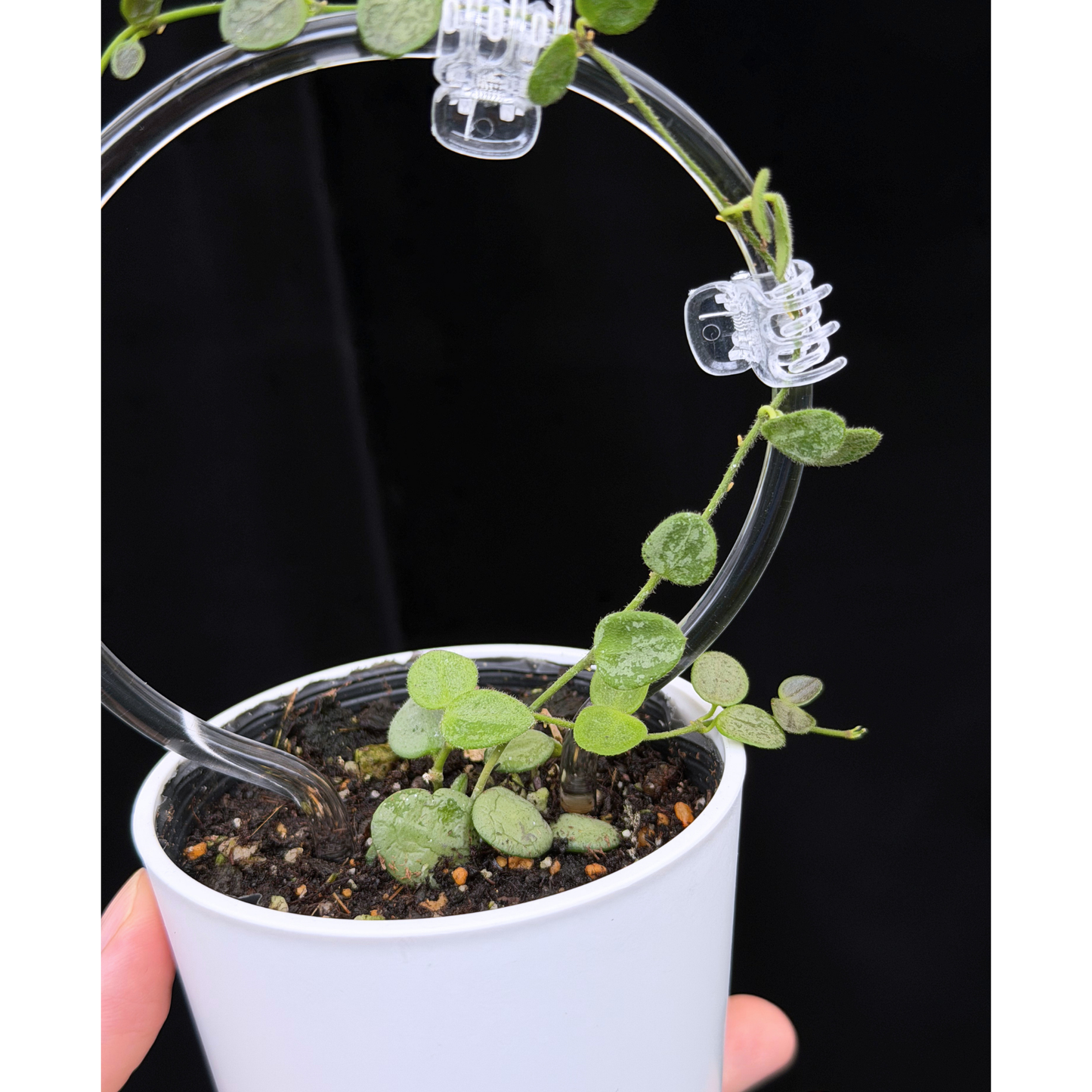 【一点もの】ホヤ セルペンス シルバー Hoya Serpens silver クリア支柱Sサイズ仕立て 希少 レア