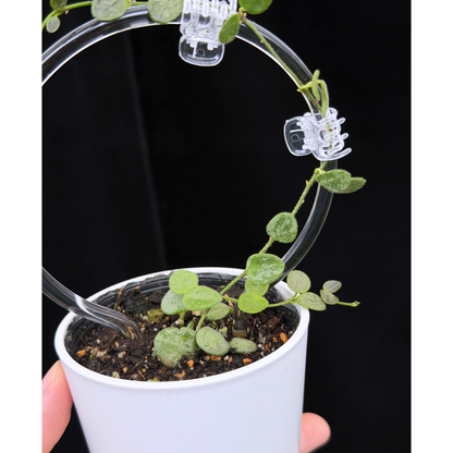 【一点もの】ホヤ セルペンス シルバー Hoya Serpens silver クリア支柱Sサイズ仕立て 希少 レア
