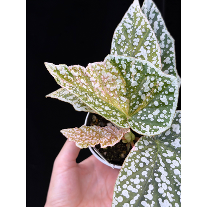【一点もの】ベゴニア スノーキャップド ピンク斑入り Begonia Snow Capped variegata 27