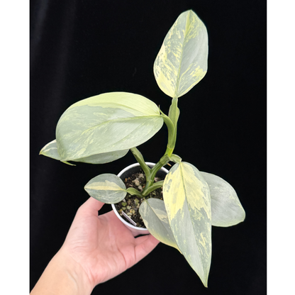 【一点もの】Philodendron Silver Sword Variegata フィロデンドロン シルバーソード シルバーメタル ハスタータム 斑入り レア 希少 4