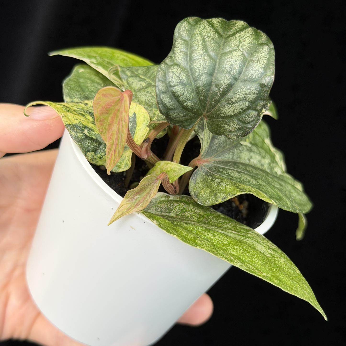 【一点もの】Piper sylvaticum variegated  ピペル シルバティクム斑入り