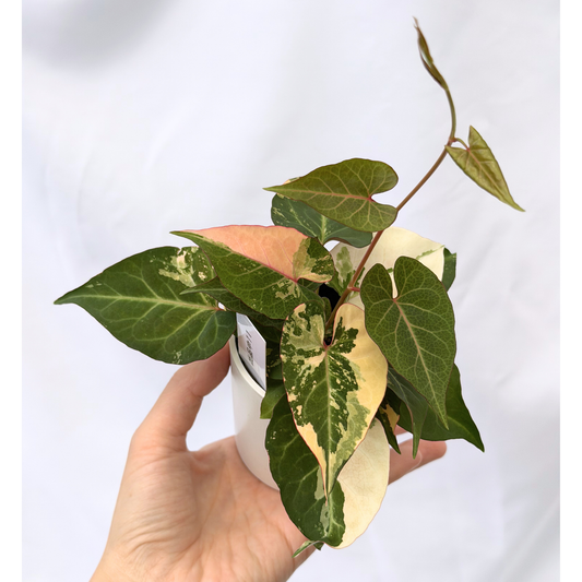 【一点もの販売】ファロピア マルチフローラ 斑入り Fallopia multiflora 'Variegata' 2.5号  11