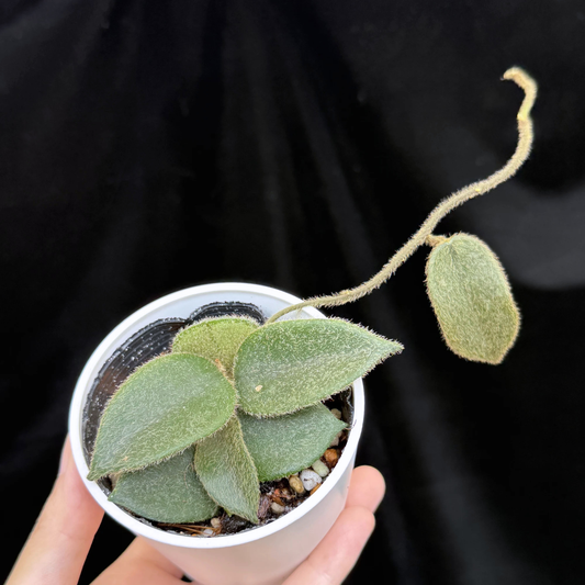 【一点もの】ホヤ トムソニー  Hoya thomsonii