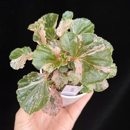 【一点もの】ベゴニア ククラータ ピンク斑入り begonia cucullata Pink variegated 希少 レア 9