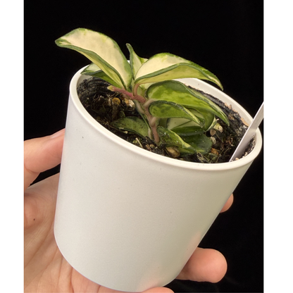 【一点もの】ホヤ マチルダ 内斑入り Hoya mathilde inner variegated 希少 レア 7