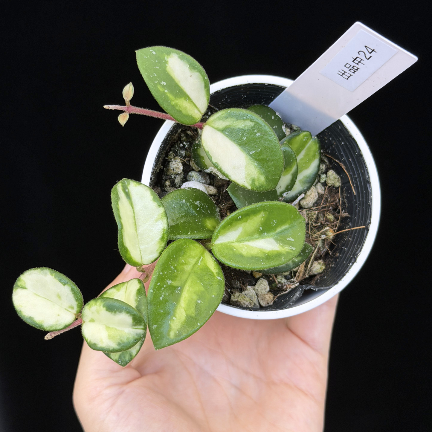 【一点もの】ホヤ マチルダ 内斑入り Hoya mathilde inner variegated 希少 レア 24