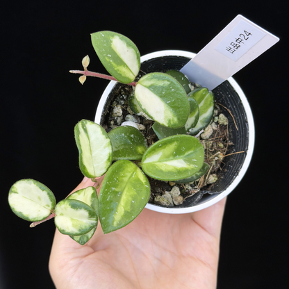 【一点もの】ホヤ マチルダ 内斑入り Hoya mathilde inner variegated 希少 レア 24