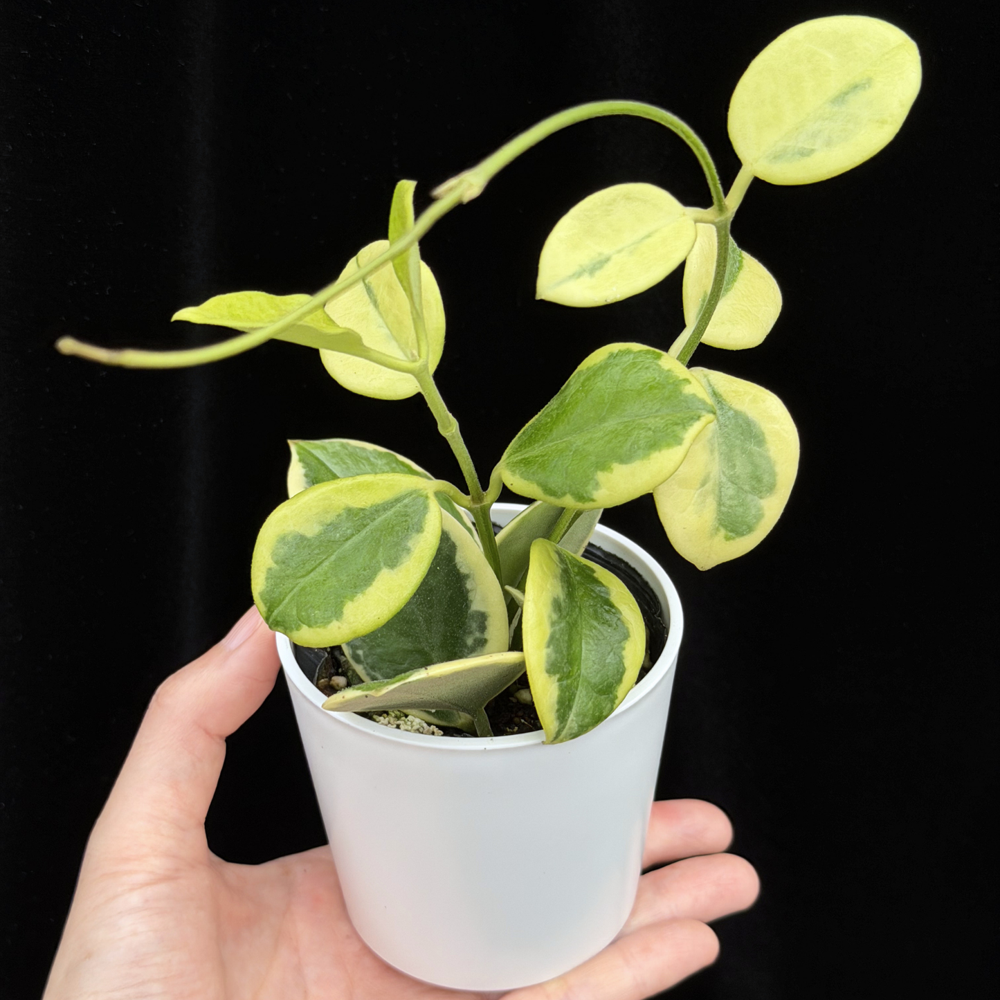 【一点もの】ホヤ オーストラリス ホワイトマージン Hoya australis 'White Margin'