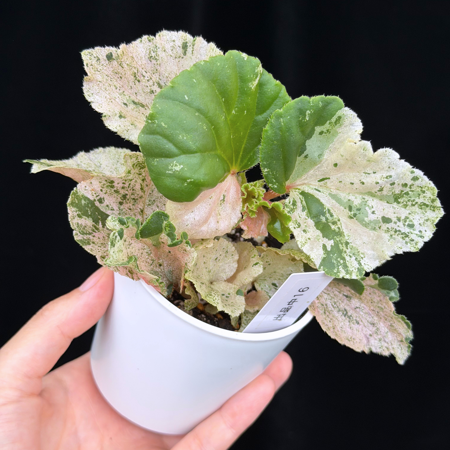 【一点もの】ベゴニア ククラータ ピンク斑入り begonia cucullata Pink variegated 希少 レア 16