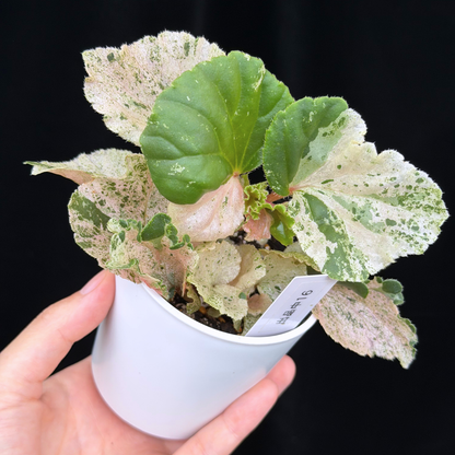 【一点もの】ベゴニア ククラータ ピンク斑入り begonia cucullata Pink variegated 希少 レア 16