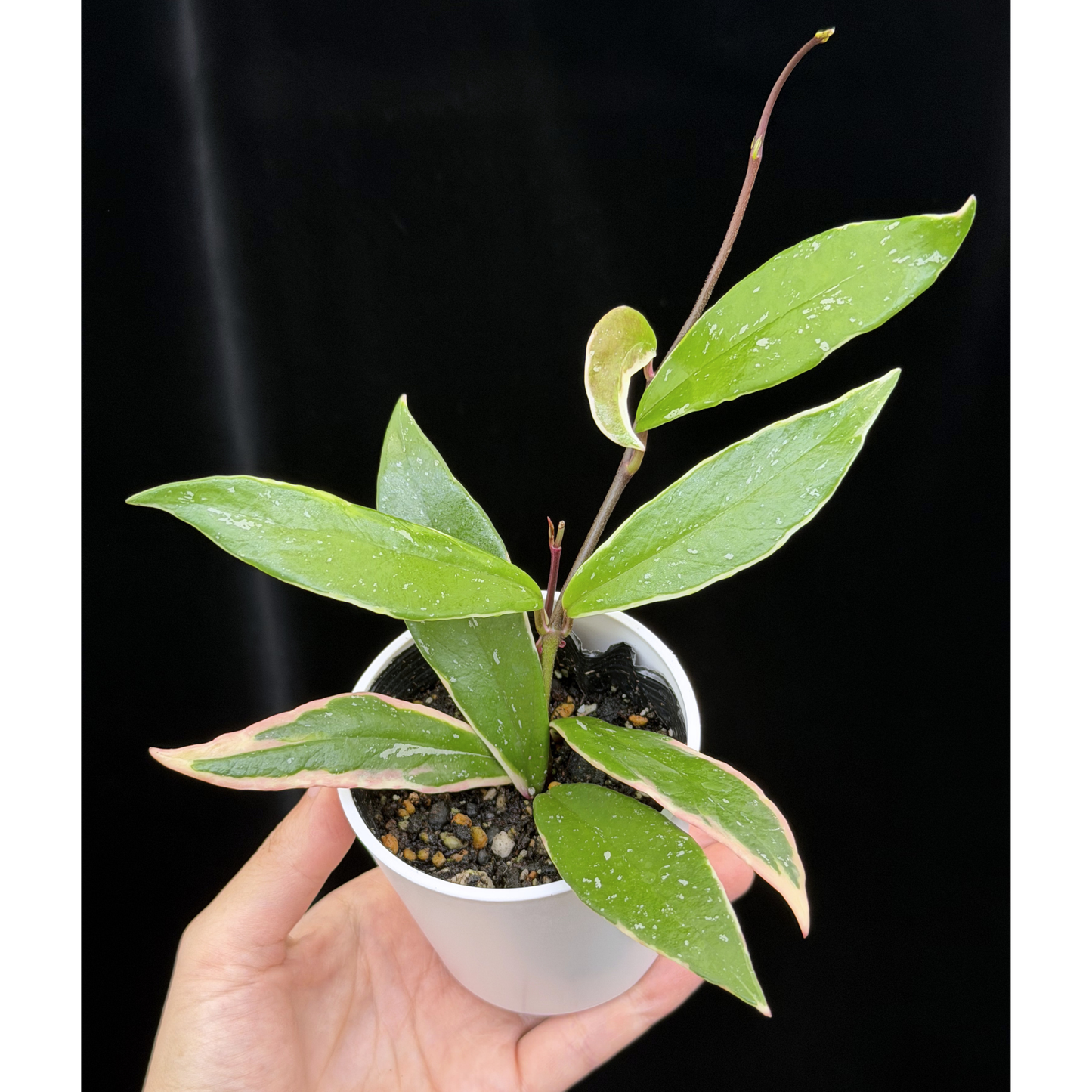 【一点もの】ホヤ プビカリクス ピンクシルバー アルボマギナータ スプラッシュ Hoya Pubicalyx pink silver albomarginata splash 希少 レア