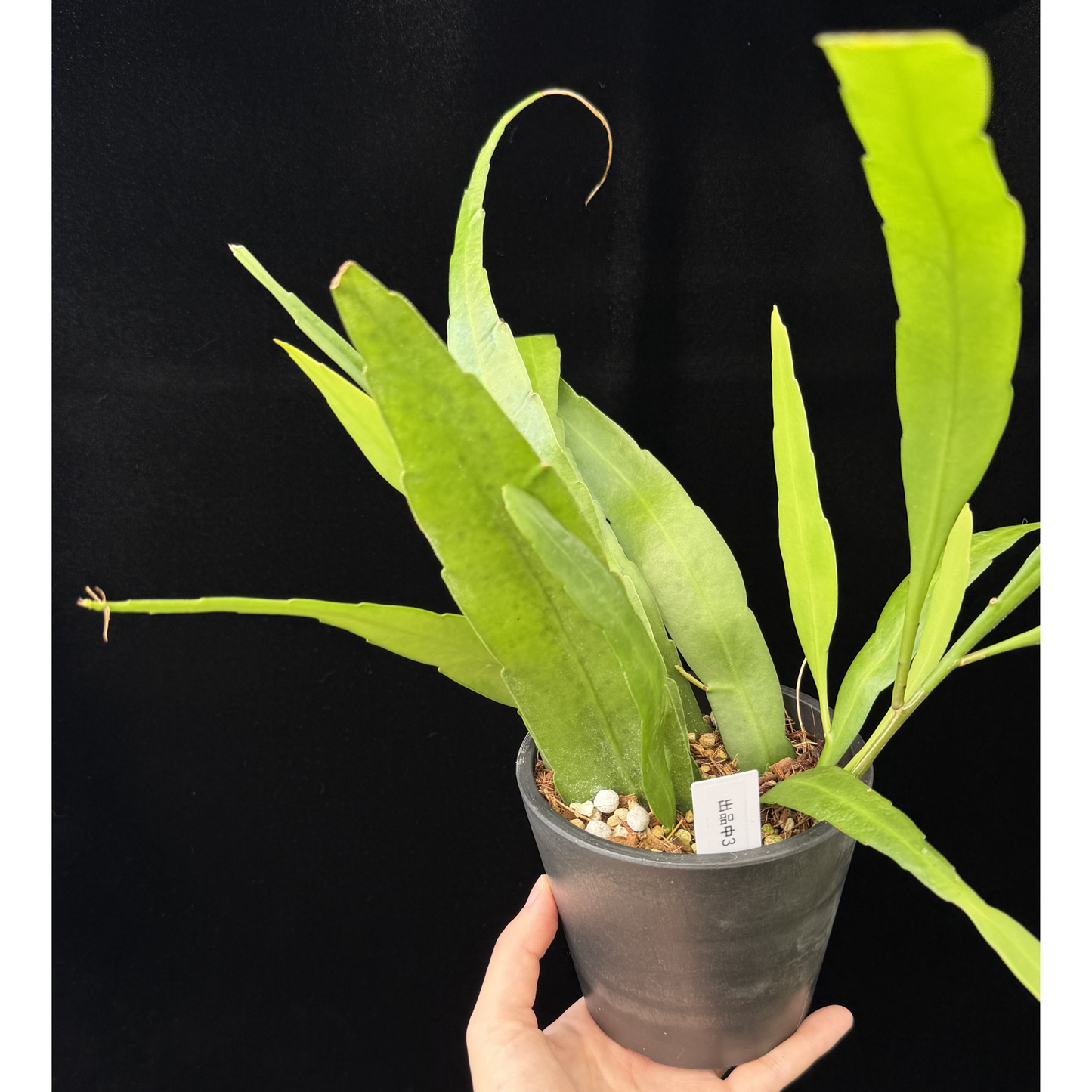 【一点もの】姫月下美人 4号 プラスチック鉢 BLACK PLASTIC POT 受け皿付き 3