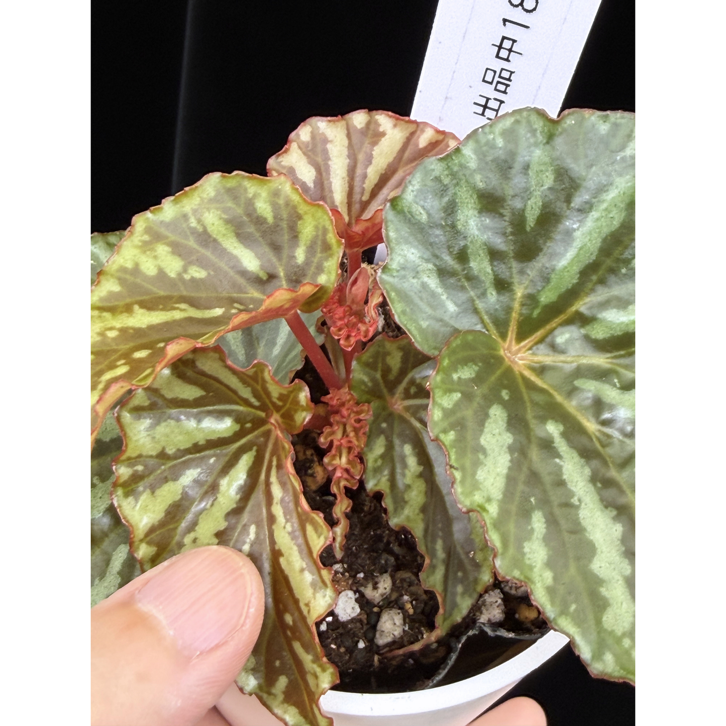 【一点もの】ベゴニア イリアンジャヤ Begonia sp.Irian jaya 18
