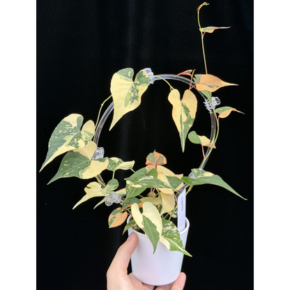 【一点もの販売】ファロピア マルチフローラ 斑入り クリア支柱Mサイズ仕立て Fallopia multiflora 'Variegata' 23