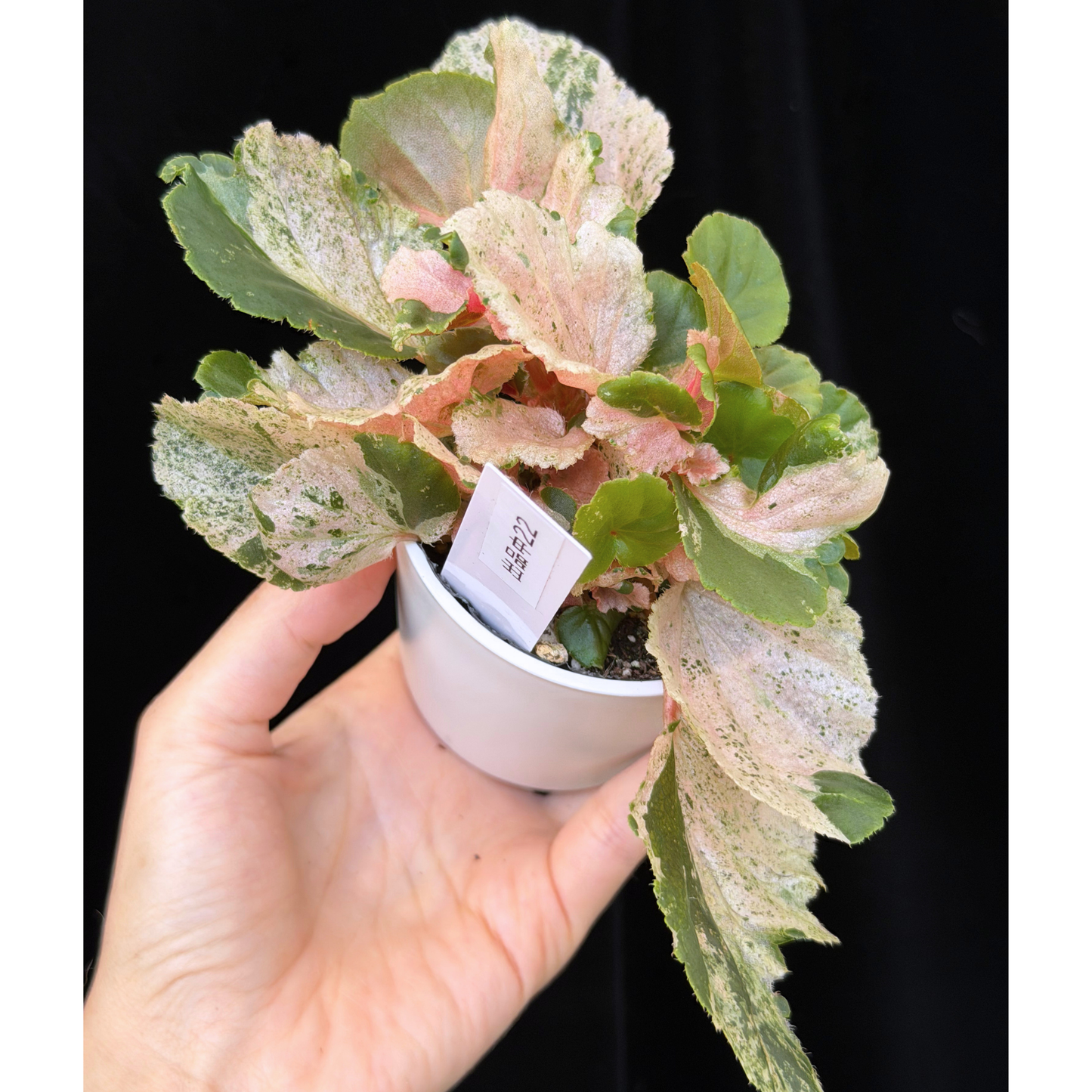 【一点もの】ベゴニア ククラータ ピンク斑入り begonia cucullata Pink variegated 希少 レア 22