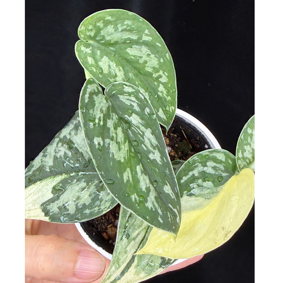【一点もの】スキンダプサス ピクタス マヤリ Scindapsus Pictus variegata “ｍayari “
