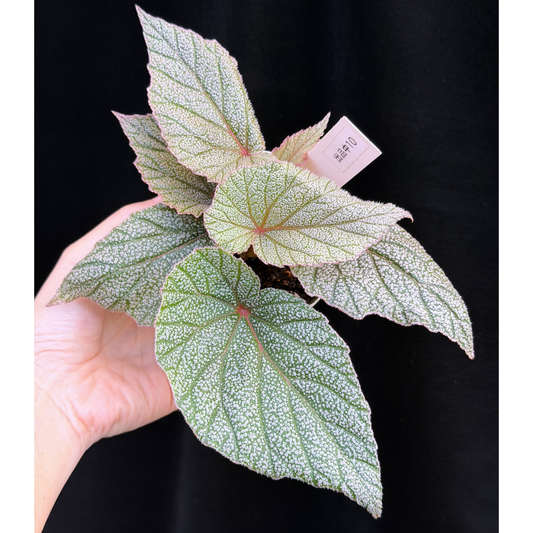 【一点もの】ベゴニア シンバッド Begonia Sinbad 10