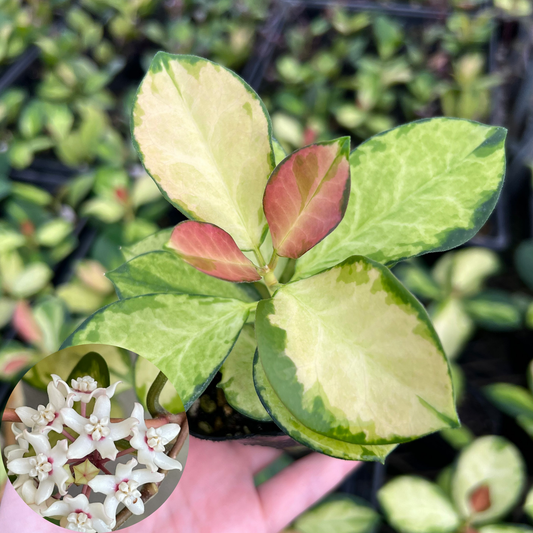 ホヤ オーストラリス リサ Hoya australis 'Lisa' 斑入り