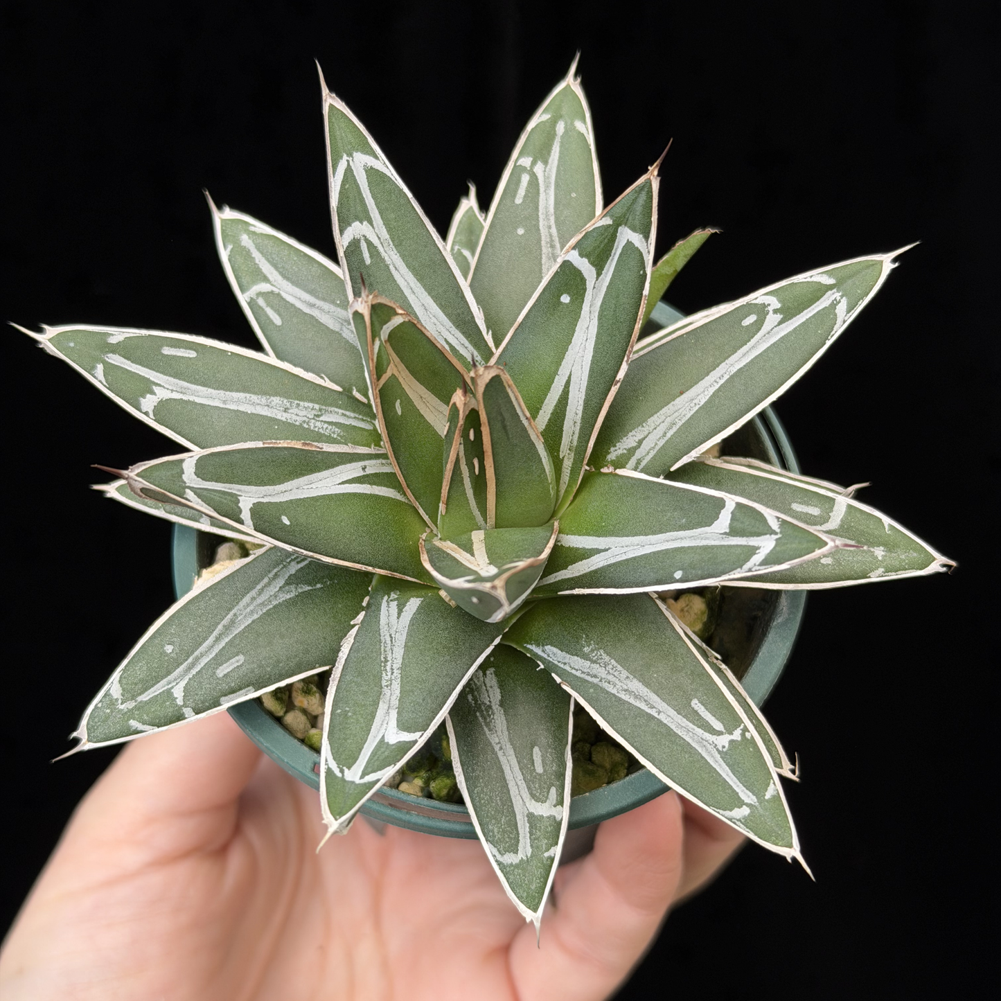 【一点もの】アガベ ビクトリアレジーナ "笹の雪" 2.5号 スリット鉢