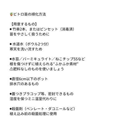 モンステラ デリシオーサ  バールマルクスフレイム 組織培養（Tissue Culture）株 ビトロ苗 瓶入り 無菌苗 TC株