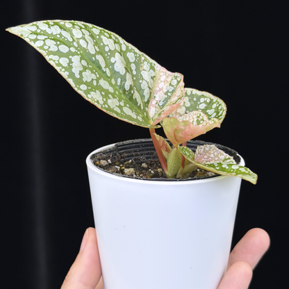 【一点もの】ベゴニア スノーキャップド ピンク斑入り Begonia Snow Capped variegata