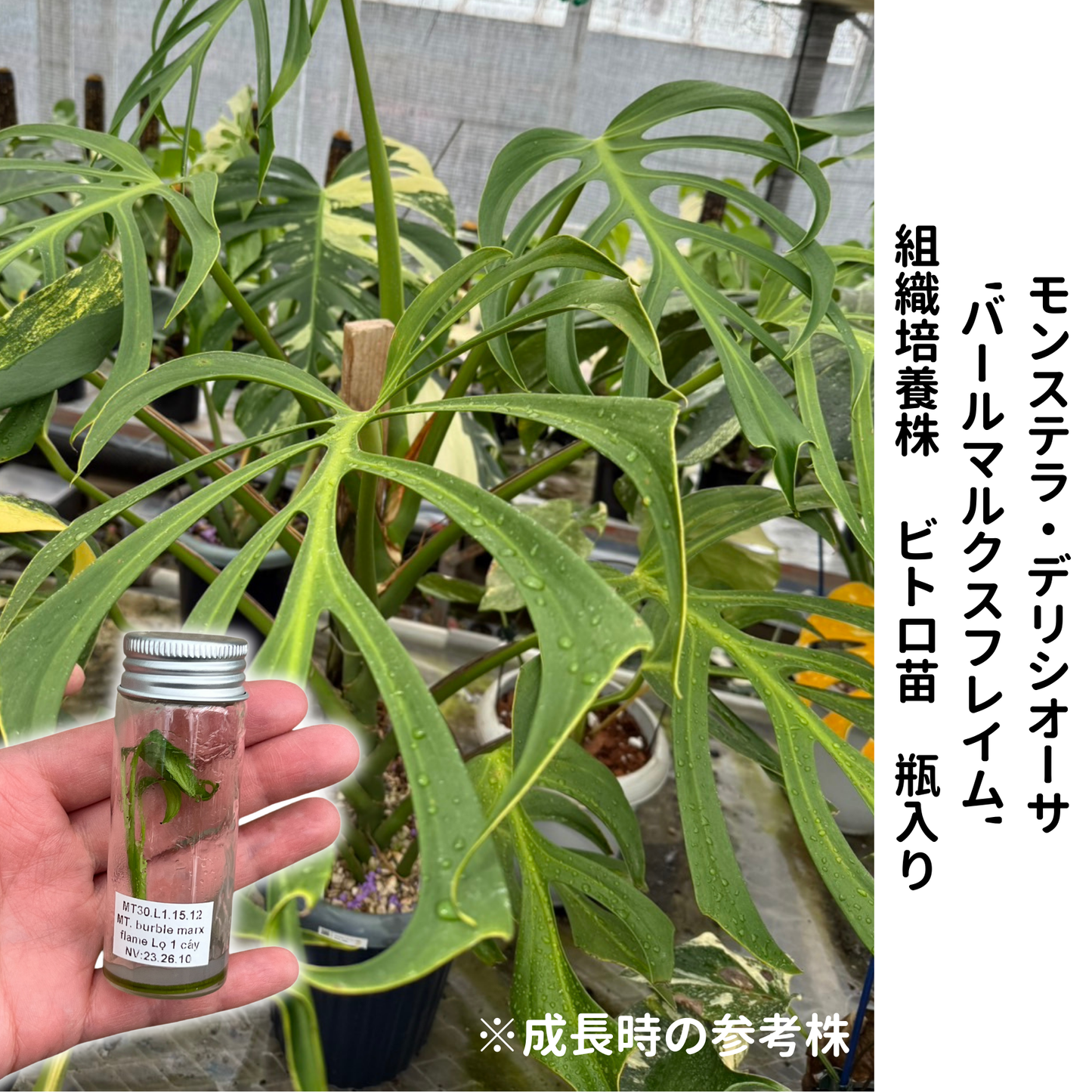 モンステラ デリシオーサ  バールマルクスフレイム 組織培養（Tissue Culture）株 ビトロ苗 瓶入り 無菌苗 TC株