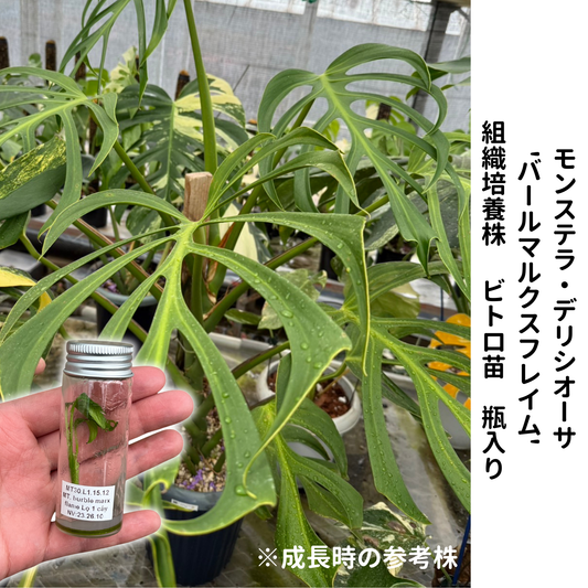 モンステラ デリシオーサ  バールマルクスフレイム 組織培養（Tissue Culture）株 ビトロ苗 瓶入り 無菌苗 TC株