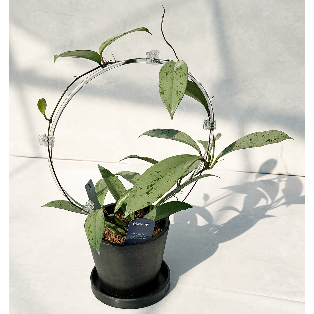 【一点もの販売】【ねこチップ】ホヤ プビカリクス シルバーゴースト Hoya Pubicalyx silver ghost 希少 レア BLACK PLASTIC POT 4号 ねこチップ クリア トレリス 支柱 3